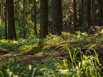 Heringsgrund, Sächsische Schweiz - Wald nahe Rübezahlstiege von Pixelwerk