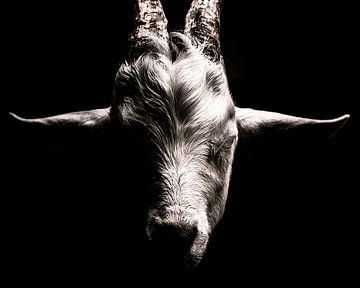 Portrait d'une chèvre / Capricorne en noir et blanc sur Jan Hermsen