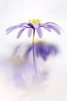 Schöne Anemone Blanda