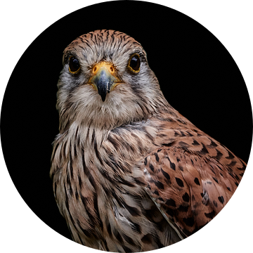 Kestrel van Thomas Marx