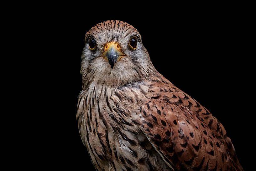 Kestrel by Thomas Marx