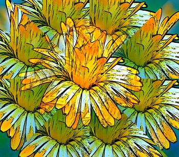 Ringelblume ( Täuschung )