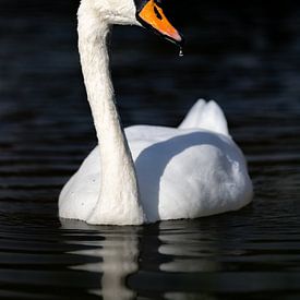 Swan and dark water by Wietse de Graaf