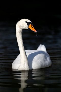 Swan and dark water by Wietse de Graaf