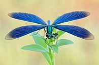 Libelle, Blauflügel-Prachtlibelle (Calopteryx virgo) mit geöffneten Flügeln von wunderbare Erde Miniaturansicht