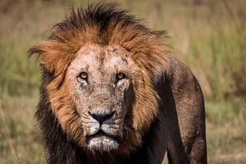Rohe Nahaufnahme eines männlichen Löwen von Simone Janssen