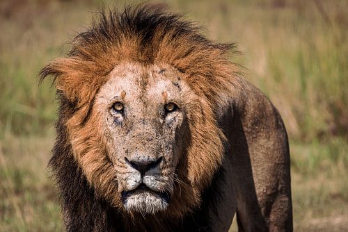 Rohe Nahaufnahme eines männlichen Löwen