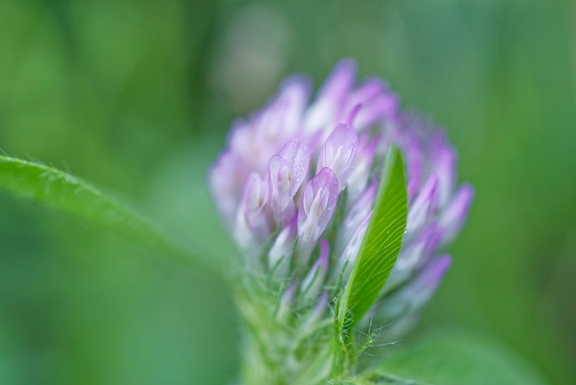Purple Closer Flower 0708 by Iris Holzer Richardson