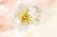 Fleur de printemps par LHJB Photography Aperçu