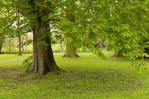 Kastanje in bloei voor kasteel Rhijnauwen