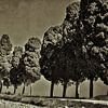cypress van Peter Bergmann