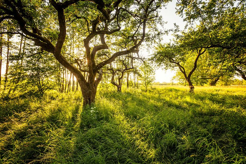 Groen als gras van Martijn van Dellen