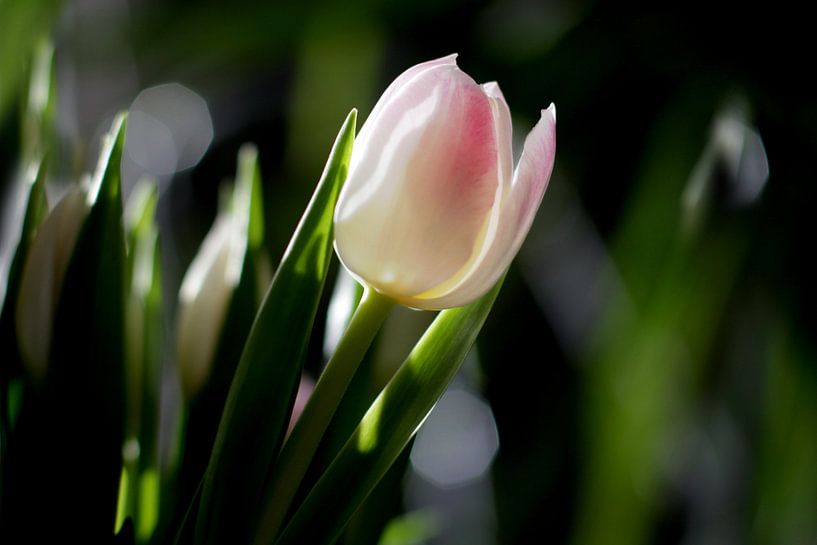 Tulp by Marianna Pobedimova