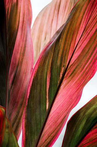 Tropical Leaves in Pink and Green: Abstract Detail