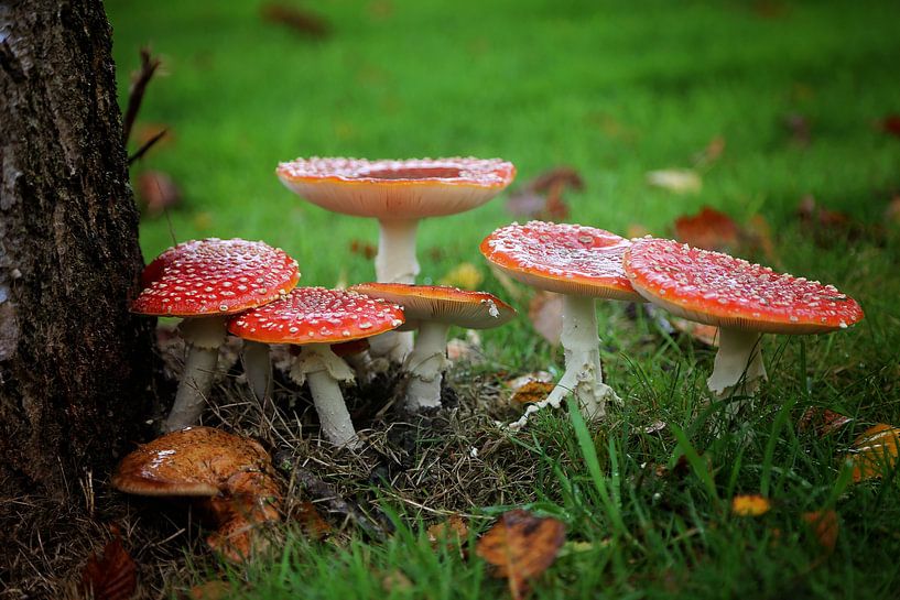 op een rode paddenstoel..  by Marianne Bras