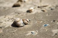 schelp in zand op schiermonnikoog van Karijn | Fine art Natuur en Reis Fotografie thumbnail