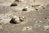 seashell in sand on schiermonnikoog