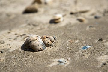 schelp in zand op schiermonnikoog van Karijn | Fine art Natuur en Reis Fotografie