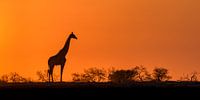 Afrikanischer Sonnenaufgang von Richard Guijt Photography Miniaturansicht