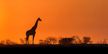 Afrikaanse zonsopkomst van Richard Guijt Photography