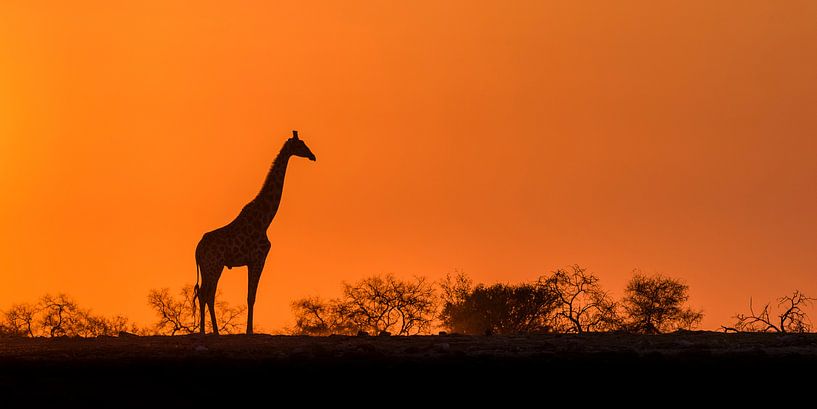 Afrikanischer Sonnenaufgang von Richard Guijt Photography