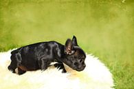 Französische Bulldogge 3 van Heike Hultsch thumbnail