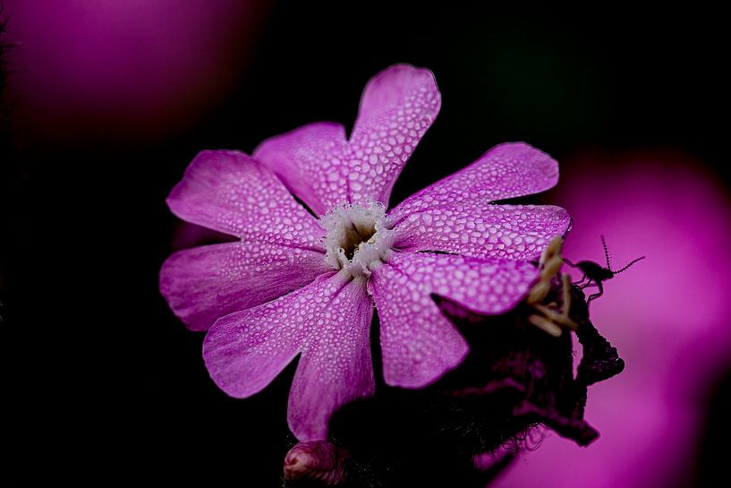 Pink flower with departing visitor. by Huub de Bresser