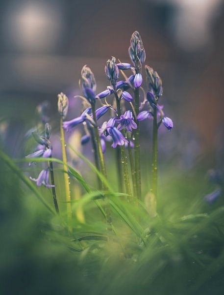 The woodland hyacinth in full bloom. by Robby's fotografie