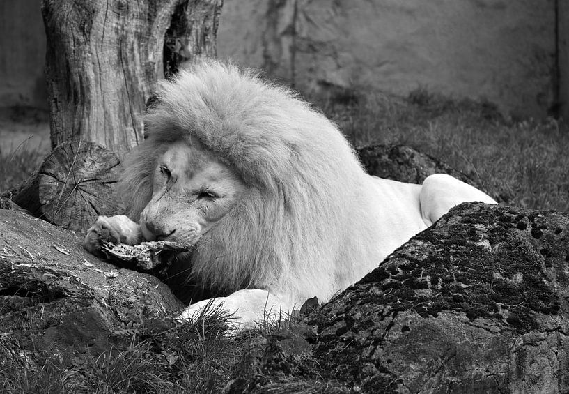 White lion in black and white. by Jose Lok