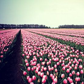 pink perspective van bob van den berg