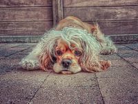 Amerikaanse cocker spaniel