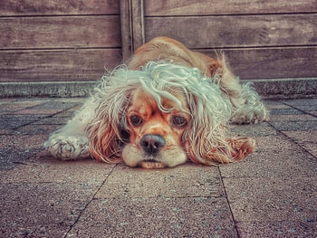 Amerikaanse cocker spaniel