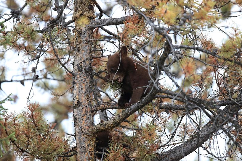 Zwarte berenwelp in Banff National Park, Alberta, Canada van Frank Fichtmüller