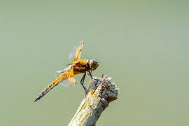 Libellule quadrimaculée sur un piquet