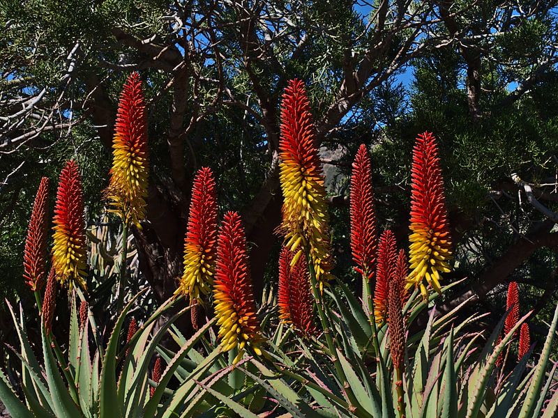 Aloe mutabilis von Timon Schneider