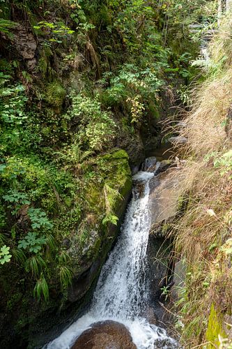 Chute d'eau dans la Forêt-Noire