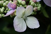 Hortensia bloemetje