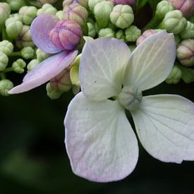 Hortensia bloemetje by Sandra Loermans-Borgman