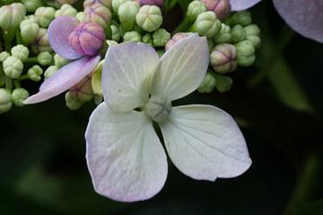 Hortensia bloemetje van Sandra Loermans-Borgman