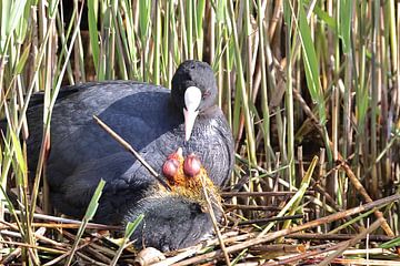 Meerkoet by Rinnie Wijnstra (FotoAmeland )