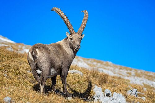 Old ibex in the Alps