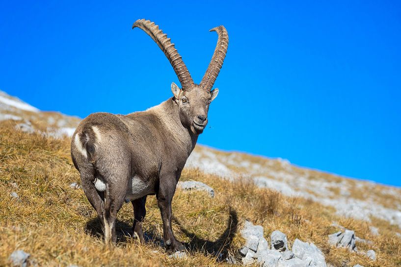 Old ibex in the Alps by Dieter Meyrl