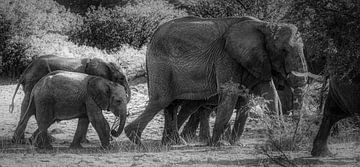 Desert Elephants by Loris Photography