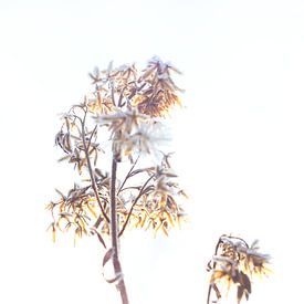 Thawing plant in backlight