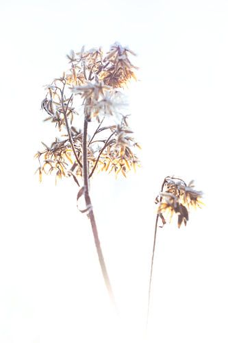 Ontdooiende plant in tegenlicht