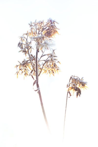 Ontdooiende plant in tegenlicht van Jo Van Herck