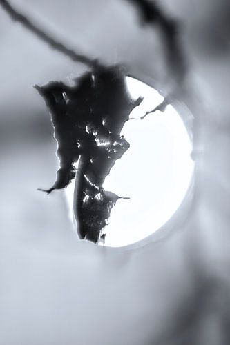 Fading Nature 7