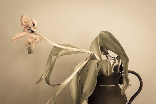 Tulpen, Vergänglichkeit, still, zurückhaltend, klassisch von Ria Bense