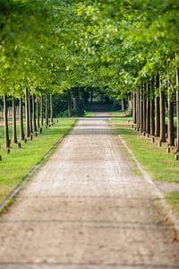 Parc avenue avec arbres verts sur le domaine