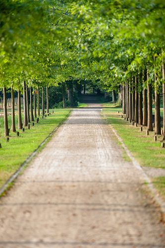 Lane with green trees along the footpath in park at sunny day